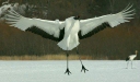 Red-crowned Crane, Hokkaido, Japan